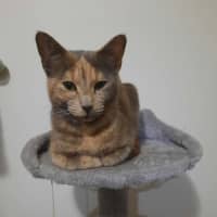 Photo of Sage