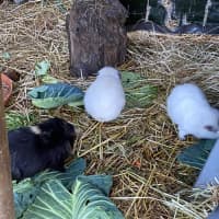 Photo of Bailey, Landon And Wooly 