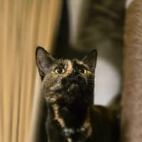 Photo of Hazel