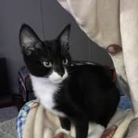 Photo of Panda