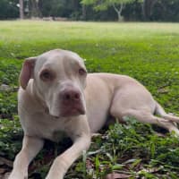 Photo of Sparrow *$250 Adoption Fee* 
