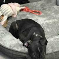 Photo of Bodhi