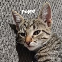 Photo of Poppy