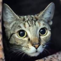 Photo of Petal 