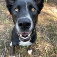 Photo of Juniper