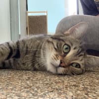 Photo of Freddy Meowcury