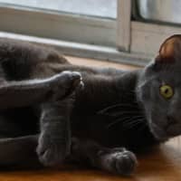 Photo of Nile