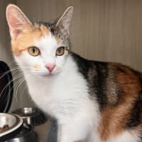 Photo of C1379 Lucky