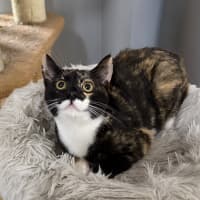 Photo of Willow