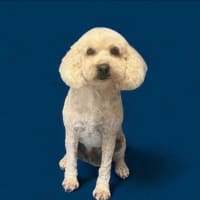 Photo of Cali And Theo