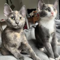 Photo of Vera & Violet