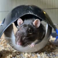 Photo of Galaxy & Apollo