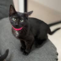 Photo of Speckles (9997)