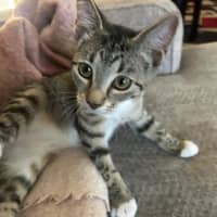 Photo of Bella