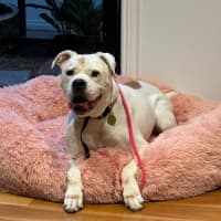 Photo of Lollylou