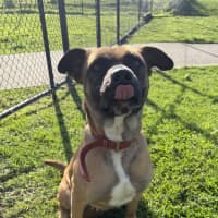 Photo of Koda 