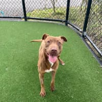 Photo of Cinnamon Imp 2194