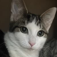 Photo of Nacho