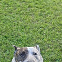Photo of Odin   4 Year Old Cattle Dog