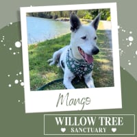 Photo of Mango