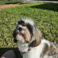 Photo of Alfie