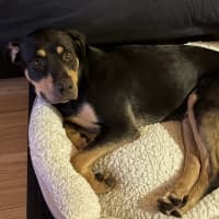 Photo of Jax 