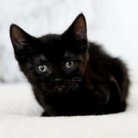Photo of Coco