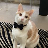 Photo of Peanut