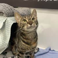 Photo of Smitten 
