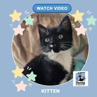 Photo of Bitsy ^^Dandy Cat Rescue^^