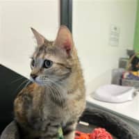 Photo of Sandy Shandy