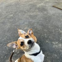 Photo of Impish