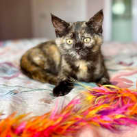 Photo of Tulip   In Foster Care In Healesville