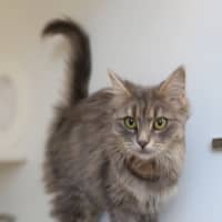 Photo of Lady Penelope