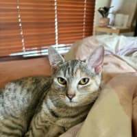 Photo of Talli   In Foster Care In Richmond