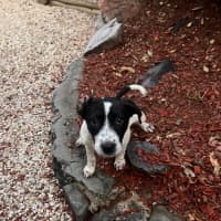 Photo of Stella