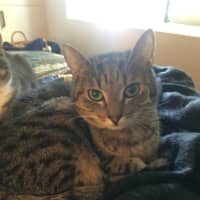 Photo of Max And Bunny (Bonded Pair)