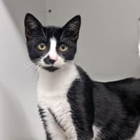 Photo of Domino
