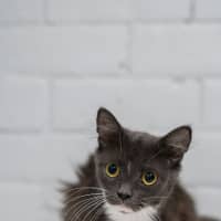 Photo of Smokey