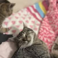 Photo of Acorn And Oak