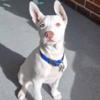 Photo of Olive