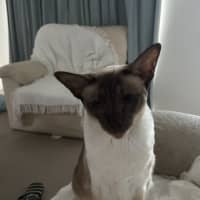 Photo of Kitty