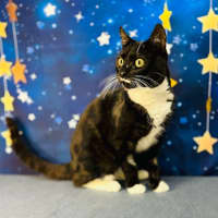 Photo of Flint   Located In Keilor Downs