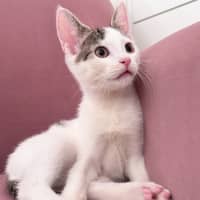 Photo of Sugar