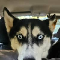 Photo of Nala 