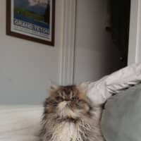 Photo of Beef Wellington