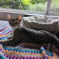 Photo of Nutmeg