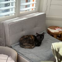 Photo of Magnolia 