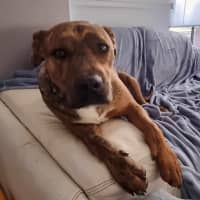 Photo of Chestnut (Chester)