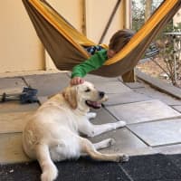 Photo of Rosie